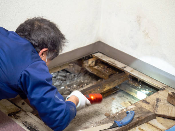 Best Crawl Space Mold Remediation in Occoquan, VA