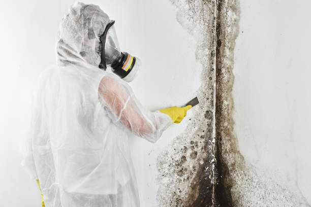 Best Post-Flood Mold Remediation in Occoquan, VA