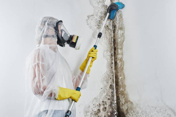 Best Crawl Space Mold Remediation in Occoquan, VA