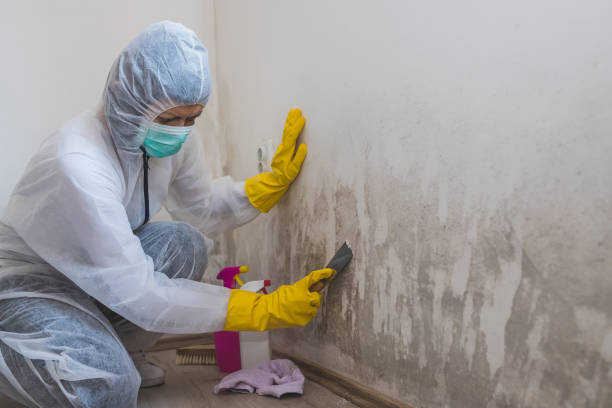 Best Insurance-Related Mold Remediation in Occoquan, VA