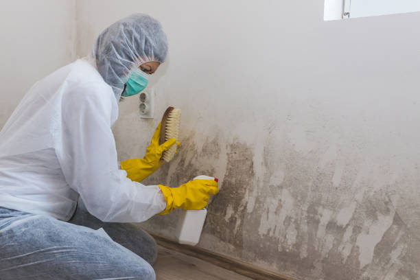Best Commercial Mold Remediation in Occoquan, VA