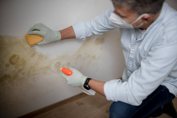 Best Attic Mold Remediation in Occoquan, VA