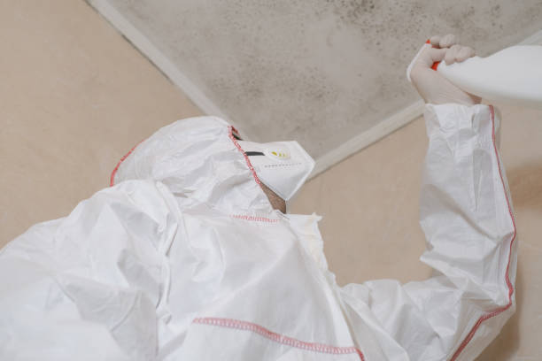 Best Health and Safety Mold Remediation in Occoquan, VA