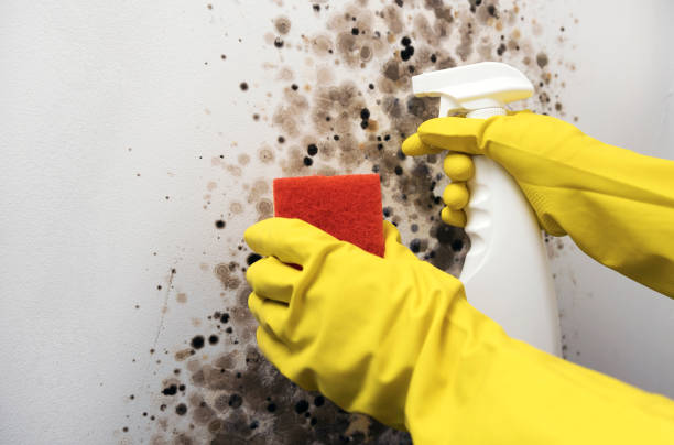 Best Mold Testing and Inspection Services in Occoquan, VA