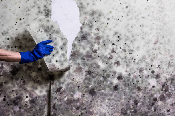 Best Kitchen Mold Remediation in Occoquan, VA